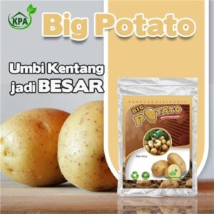 BIG POTATO - Pembesar Umbi Khusus Kentang