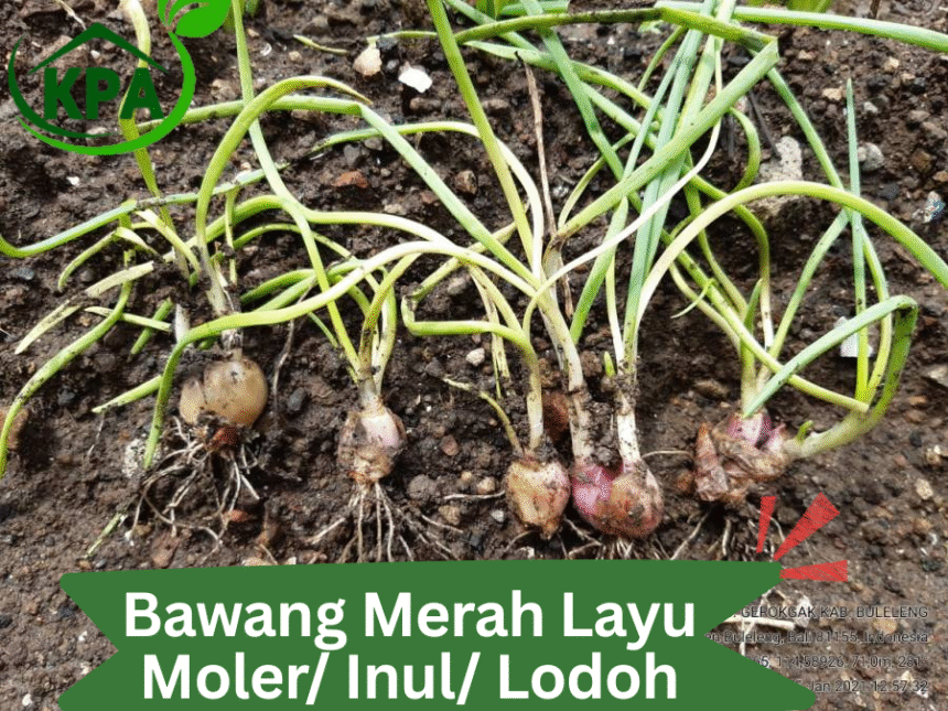 Moler Tuntas, Batang Kokoh , Daun Hijau dan Segar (Pengendalian Layu Fusarium pada Bawang Merah)