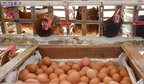 Ini Dia Cara Ampuh Tingkatkan Produksi Telur Ayam Petelur