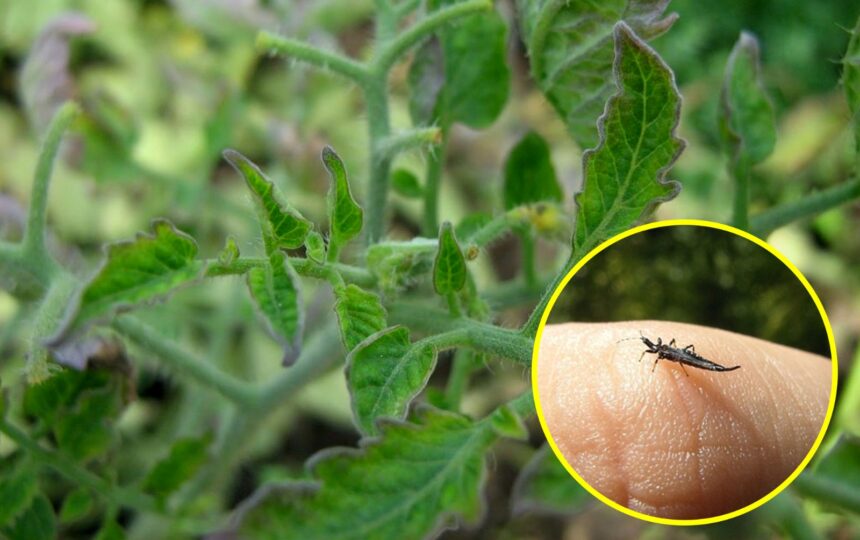 Bahaya Jika Daun Tomat Keriting Dibiarkan Begitu Saja