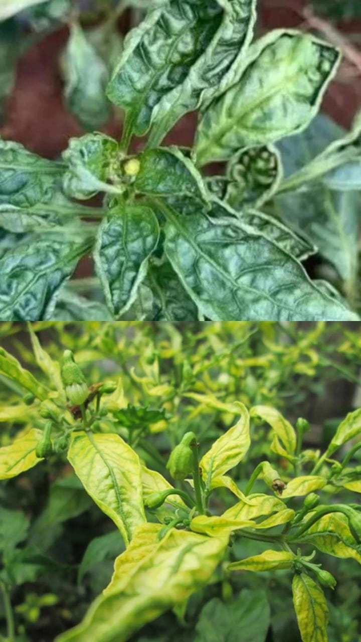 Penyakit Daun Keriting dan Daun Bule pada Cabai: Ancaman Serius bagi Petani