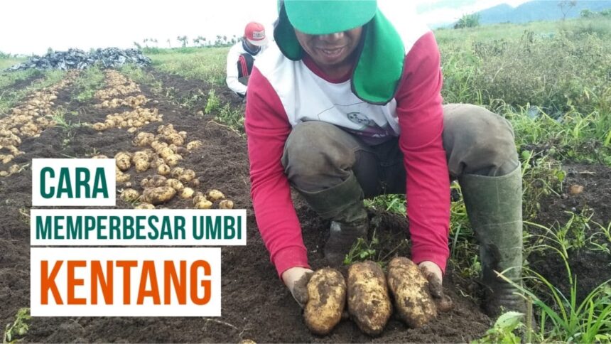 Cara Memperbesar Umbi Kentang, Tingkatkan Hasil Panen!