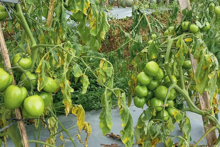 Layu Fusarium pada Tomat : Ancaman Musim Hujan