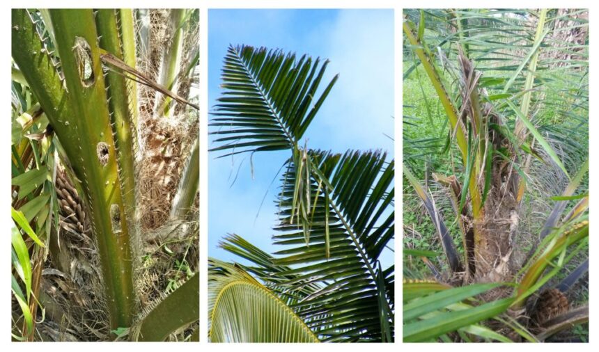 Petani Kelapa Sawit Pusing Hadapi Serangan Kumbang Tanduk? Ini Solusinya!