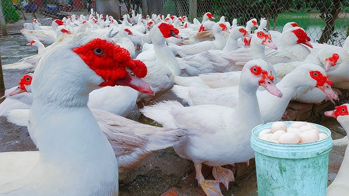 Peternak Entok Pusing! Bobot dan Telur Tak Kunjung Naik, Pakan Boros – Ini Solusinya