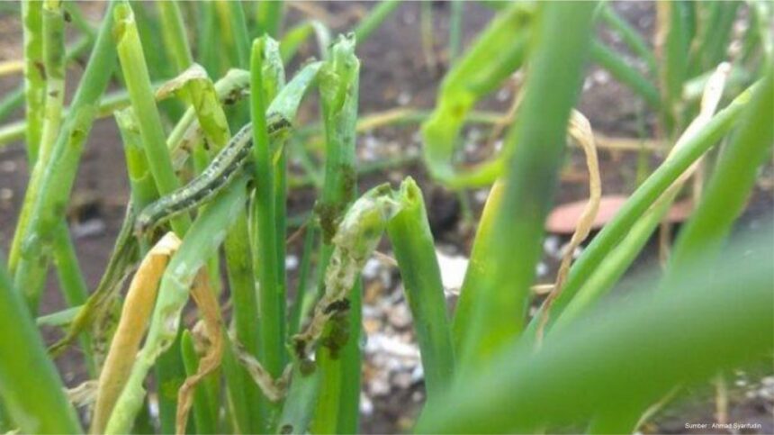 Petani Bingung Cara Mengatasi Hama pada Tanaman Bawang? Ternyata Ini Solusinya!