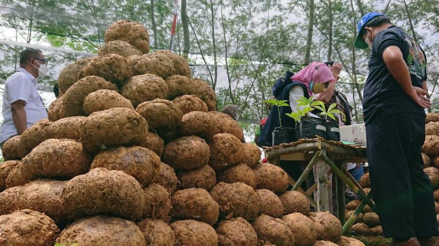 Panen Porang Melimpah, Umbi Besar dan Berkualitas? Ini Rahasianya!