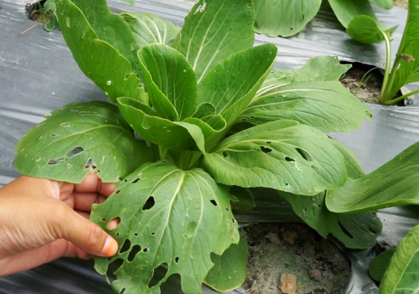 Gagal Panen Total! Sawi Pakcoy Diserang Ulat, Petani Rugi Besar