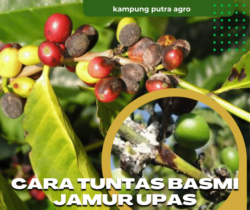 Cara Tuntas Kendalikan Jamur Upas pada Tanaman Kopi