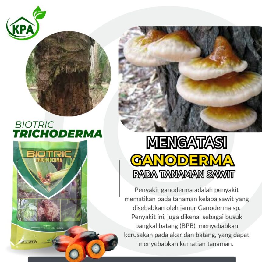 JANGAN DIABAIKAN ! INI CARA AMPUH ATASI GENODERMA PADA TANAMAN SAWIT