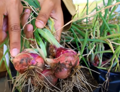 Panen Berlimpah, Umbi Bawang Besar – Ini Rahasianya!