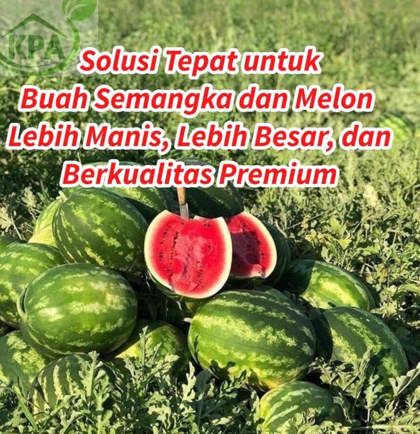Solusi Tepat untuk Buah Semangka & Melon Lebih Manis, Lebih Besar, dan Berkualitas Premium