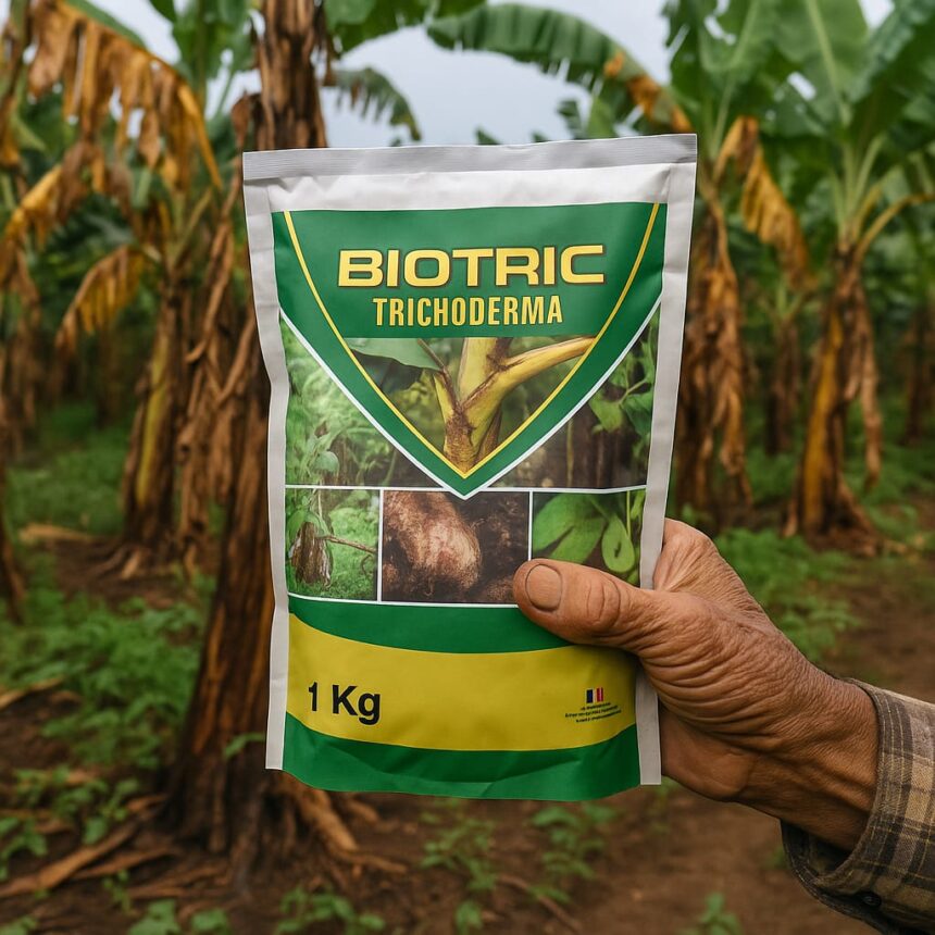 Strategi Pengendalian Efektif dan Ramah Lingkungan Penyakit Layu Fusarium pada Pisang