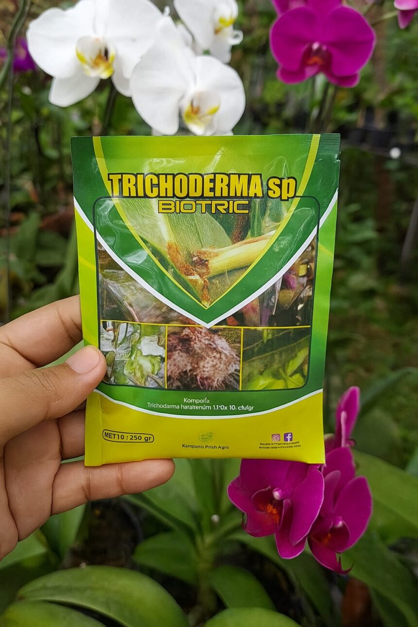 Rahasia Akar Sehat dan Bunga Anggrek Lebat