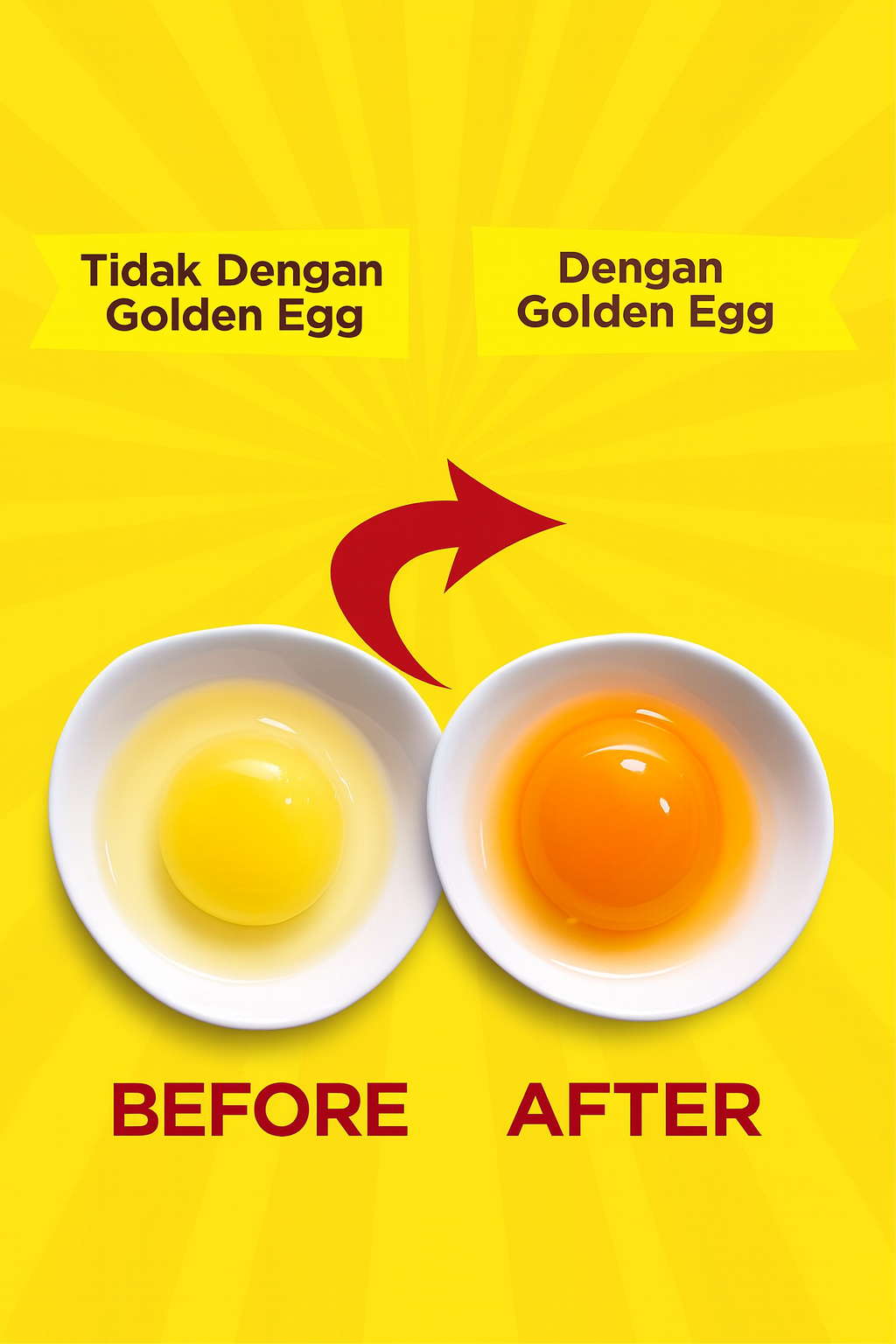 Solusi Alami untuk Kuning Telur Cerah, Pekat, dan Bernilai Jual Tinggi