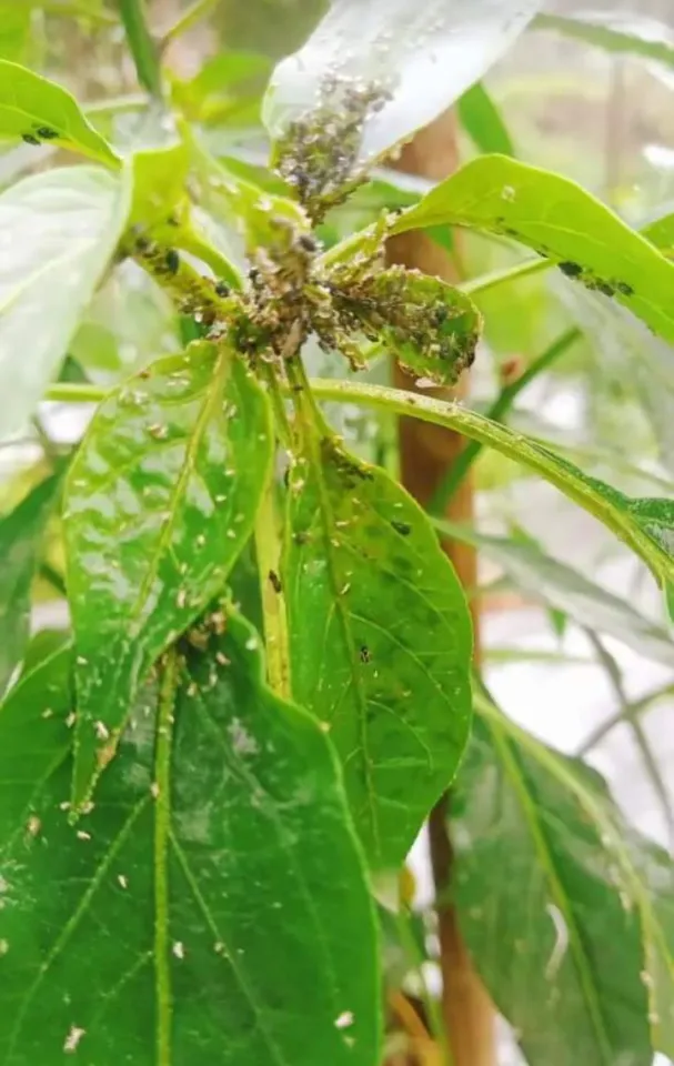 MUSIM HUJAN, WASPADA SERANGAN KUTU TANAMAN CABAI SEMAKIN GILA!