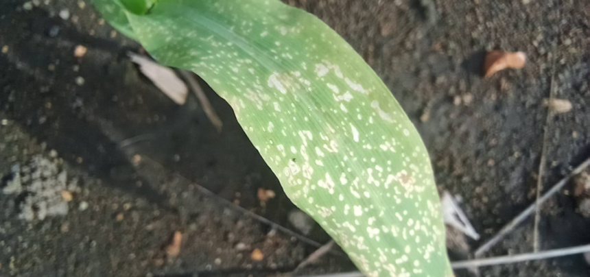 Daun Tanaman Berbintik Putih: Penyebab, Dampak, dan Cara Mengatasinya