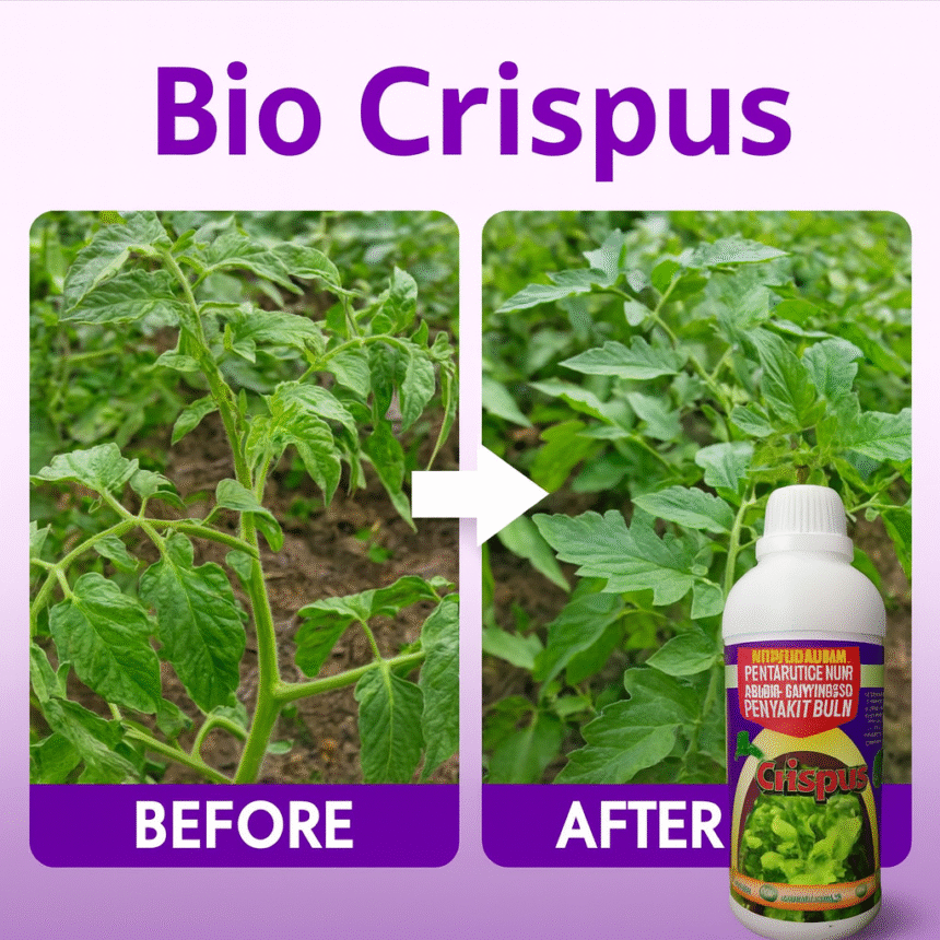 Mengatasi Daun Keriting pada Tanaman Tomat Secara Organik