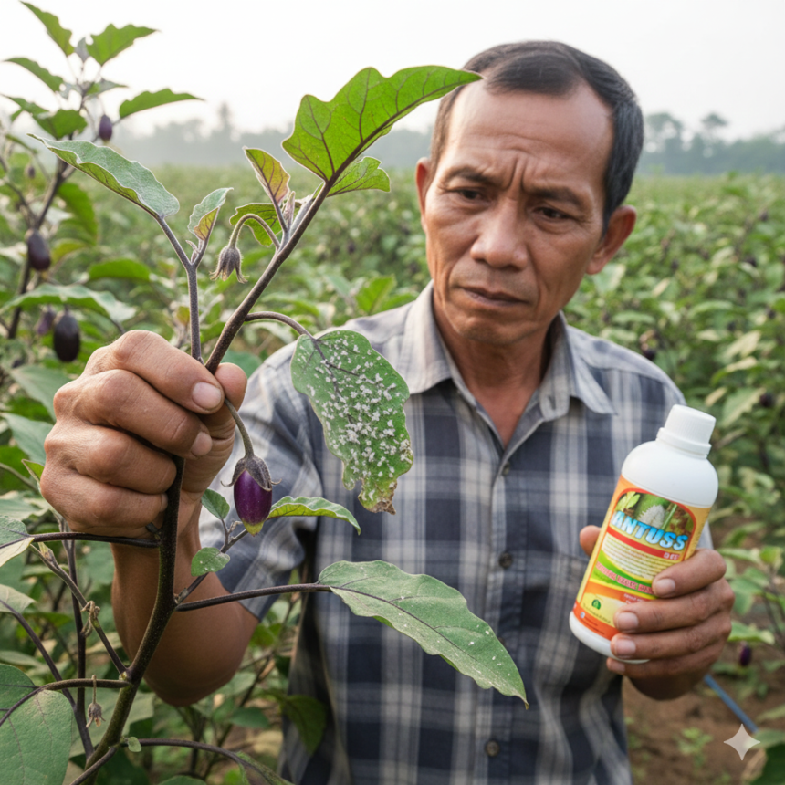 Serangan Kutu Bikin Terong Kerdil? Simak Cara Ampuh Mengembalikannya Lagi!