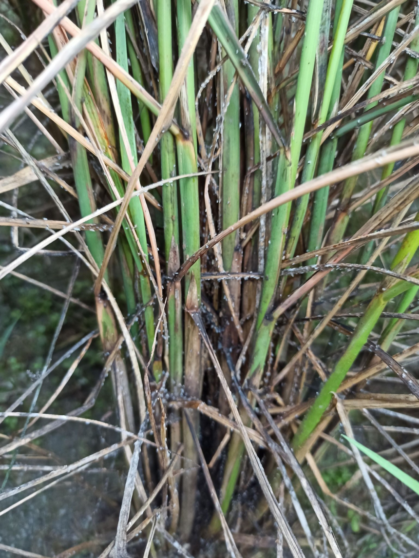 ⚠️ Wereng pada Tanaman Padi: Ancaman Serius Produksi Sawah