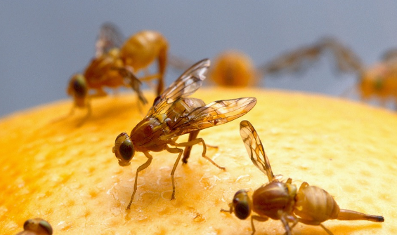 Masalah Umum Petani Cabai: Serangan Lalat Buah (Bactrocera spp.)