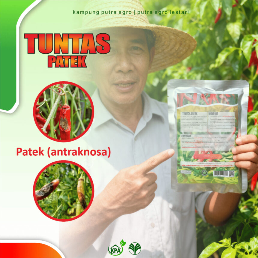 Cara Cerdas Menekan Patek Cabai dari Akar hingga Buah