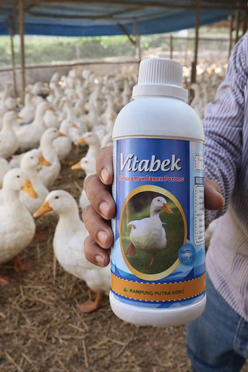 Bebek Tidak Mau Gemuk? Peternak Pusing Padahal Sudah Ganti Pakan & Obat Berkali-kali