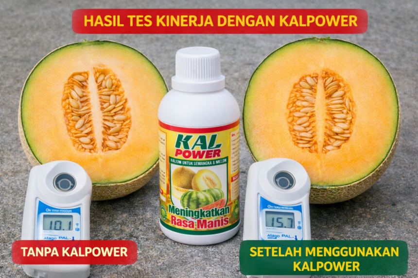 🍈 Buah Melon Besar-Besar dan Manis? Ternyata Ini Rahasianya!
