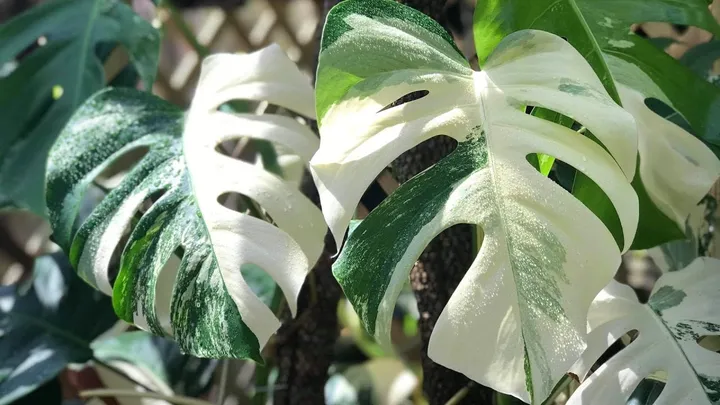 Rahasia Daun Variegata Lebih Cerah dan Stabil, Apa Kuncinya?