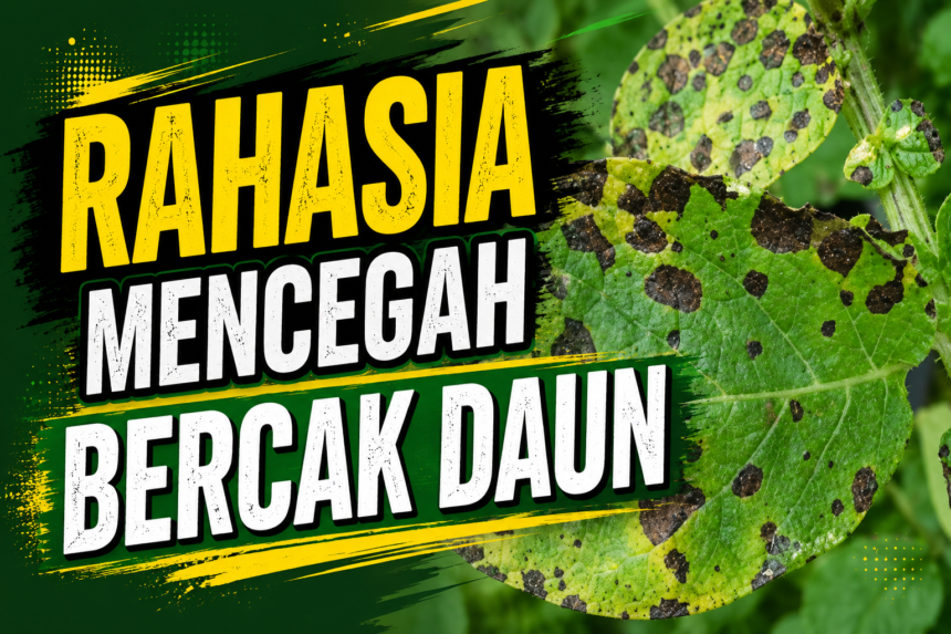Ternyata Bercak Daun Bisa Dicegah Sebelum Muncul — Begini Caranya