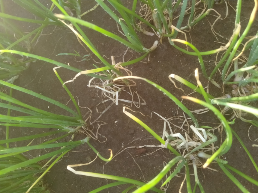 Penyebab Daun Bawang Menguning dan Mengering di Lahan serta Cara Mengatasinya