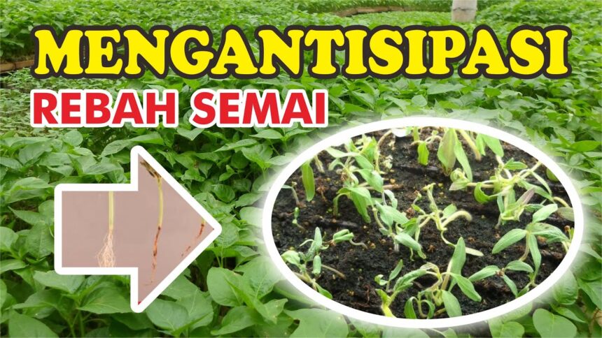 Agar Bibit Brokoli Tidak Mudah Rebah Semai, Tambahkan Ini!