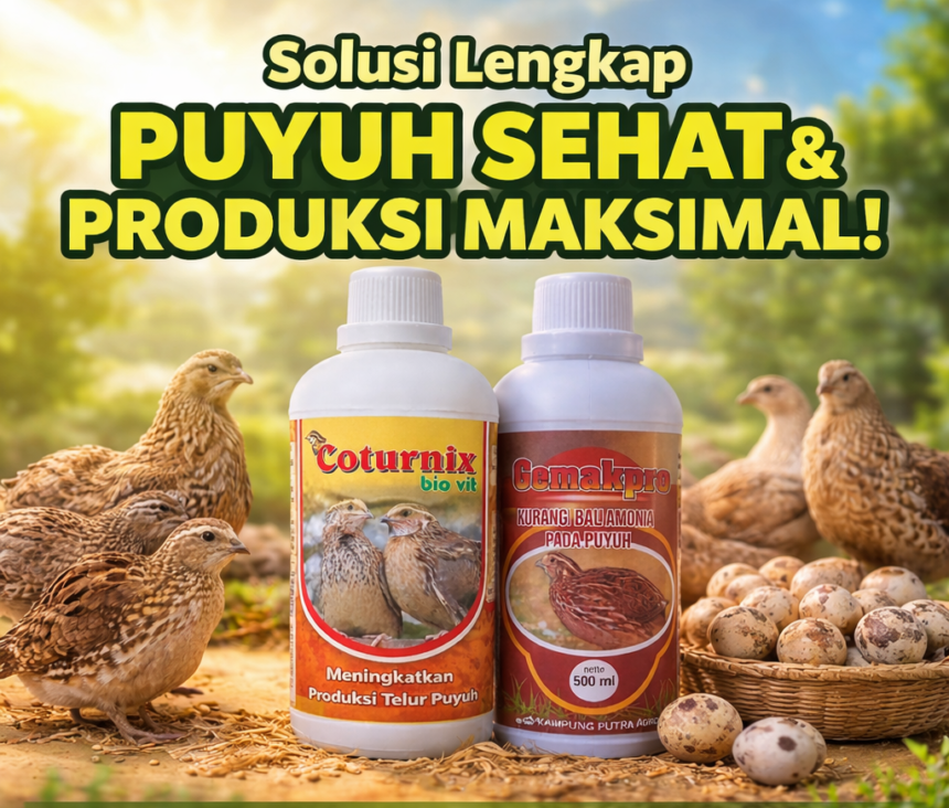 Solusi Lengkap Puyuh Sehat & Produksi Maksimal: Rahasia Peternak Sukses