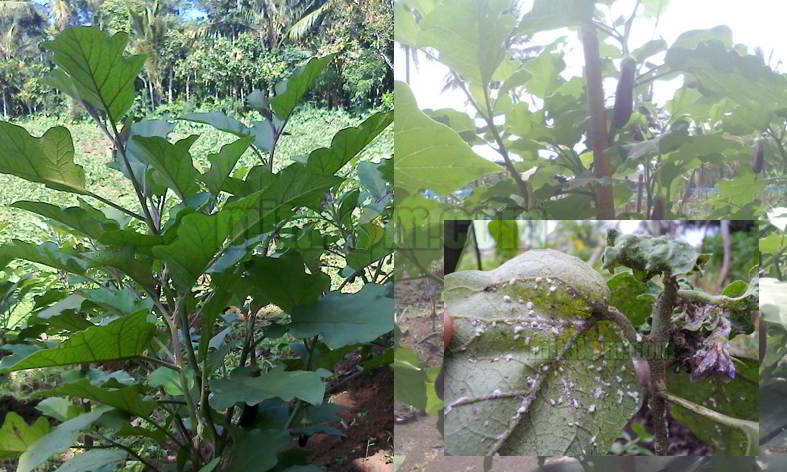 Kutu pada Tanaman Terong: Musuh Kecil yang Berdampak Besar