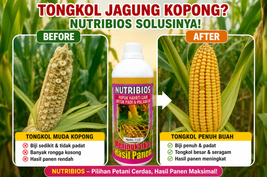 Panen Terlihat Lebat, Tapi Banyak Kopong? Waspada Kesalahan Ini!