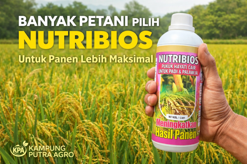 Panen Terlihat Lebat, Tapi Banyak Kopong? Waspada Kesalahan Ini!